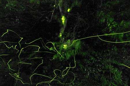 ほたるの季節ですね　５