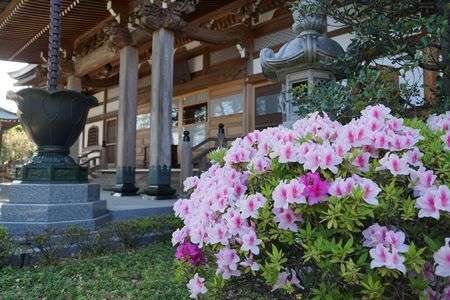 お寺のツツジ