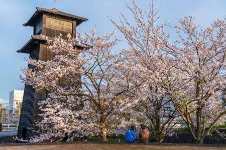 桜待ち、ようやく春！