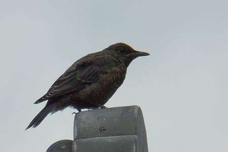 イソヒヨドリか？