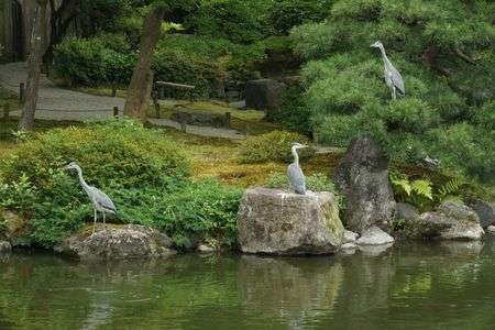 今年生まれのアオサギ　三羽