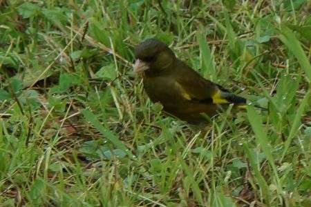 京都御苑内の鳥