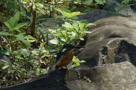 忘れられないカワセミに