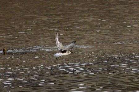 何時もの散歩道で（ ダイゼンの飛翔  ）
