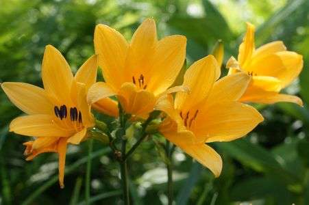 ニッコウキスゲ