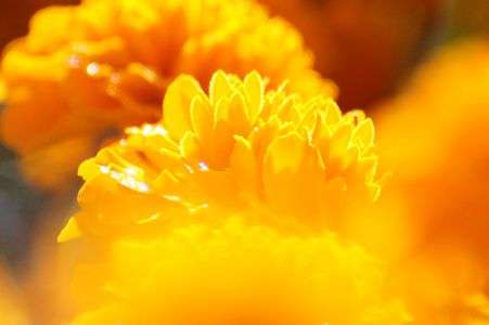 マリーゴールド（オレンジ）