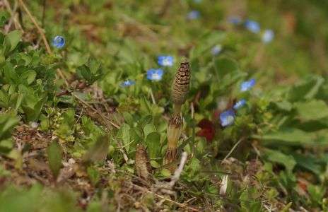 早く出ておいで・・・