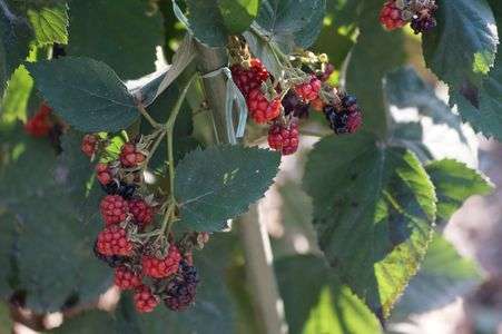 実家で作ってます。