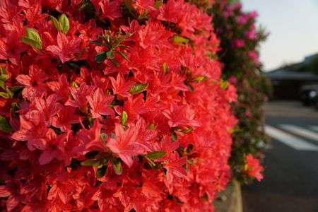 お日様　こっちこっち