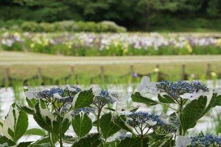 菖蒲たちを引き立てているのは私たちですよ(^J^)