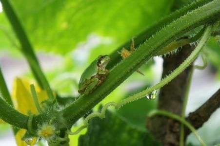 あまやどりちゅぅう