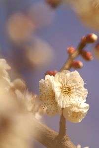 ウメェ～こといきません！