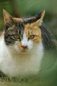 ミケ、見～っけ！！