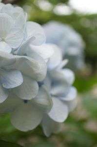 紫陽花通りにて①