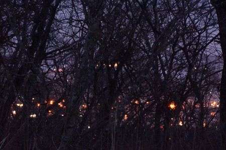 林の向こうはきらきら夜景