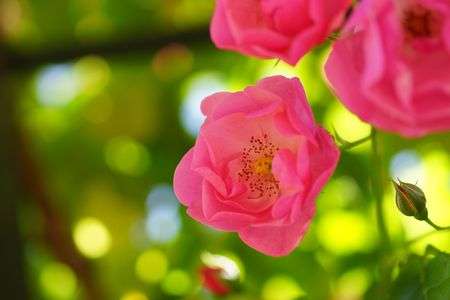 浜松フラワーパークの薔薇