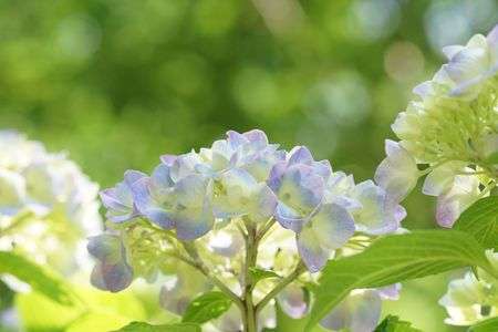 あじさい3点　浜松フラワーパーク