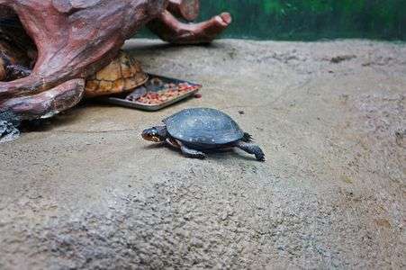 かめさんがみょーんってなって