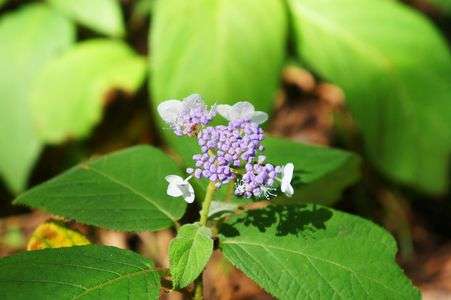 原生紫陽花