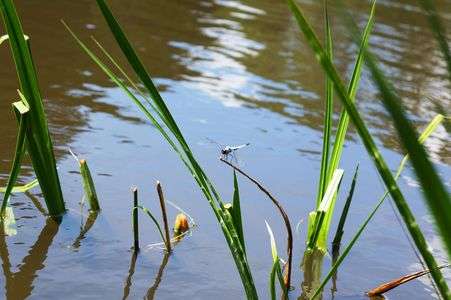 トンボ見つけた