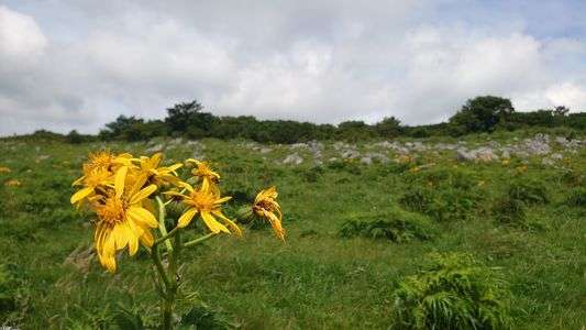 ハイカイソウ#カレンダー2025#