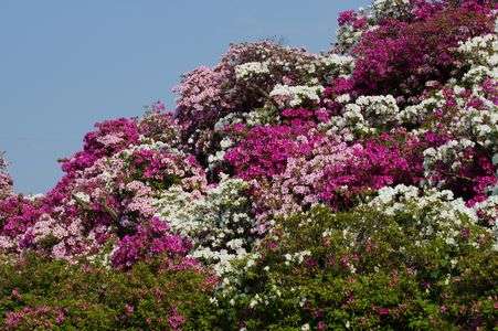 ツツジが壁のように・・・すごい！