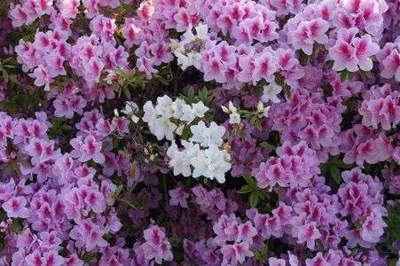 白いツツジ・・・