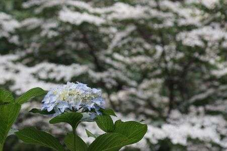 紫陽花