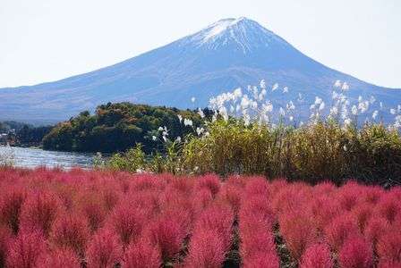 山梨　大石公園　コキア&富士山