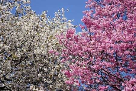 紅白桜花
