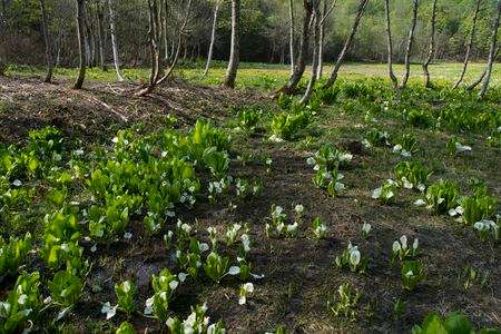 木漏れ日の下で