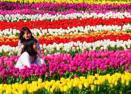 チューリップ畑