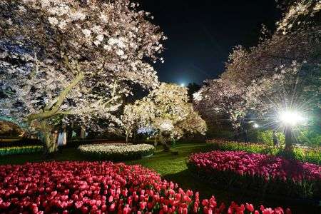 夜桜　ライトアップ
