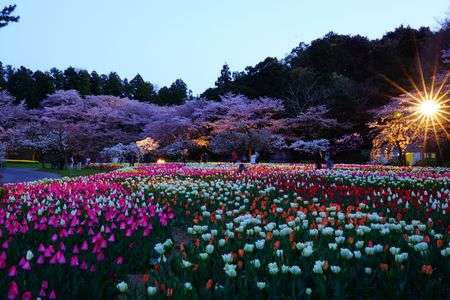 桜　ライトアップ