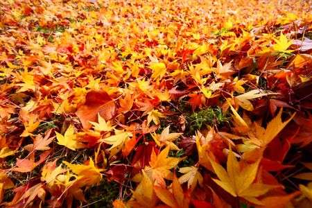 スーパーノヴァ