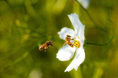 ツインビーだ！！