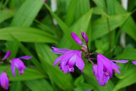 花　久留米にて