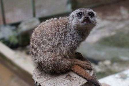 ミーアキャット