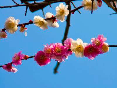 紅白梅のハーモニー