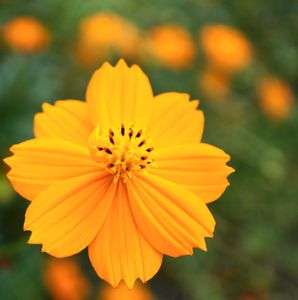 何を見つめているの