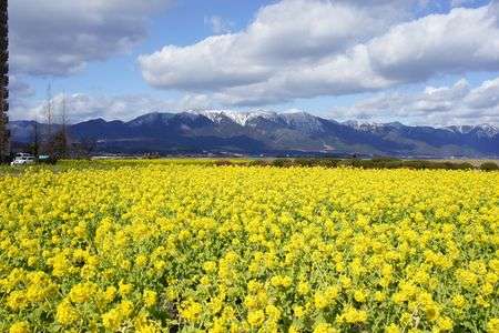 雪の中の菜の花畑