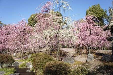 城南宮のしだれ梅