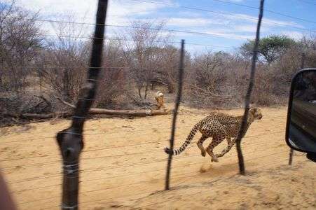 チーター その３