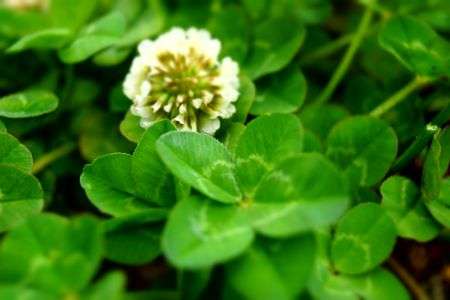 幸せを呼ぶ、四つ葉場