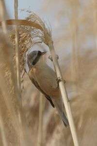 アイマスクが似合います