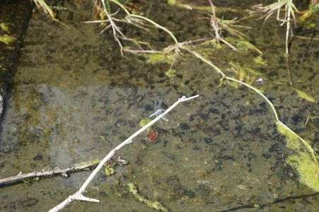 シオカラトンボ