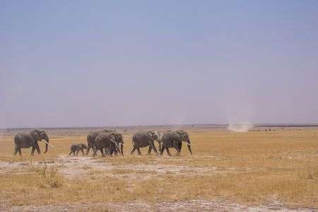ゾウさんと竜巻と