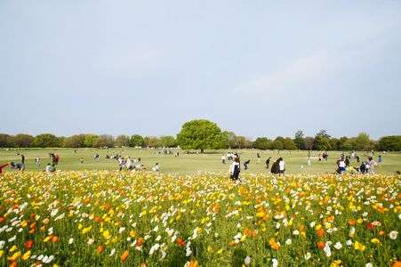 もこもこの木とポピー