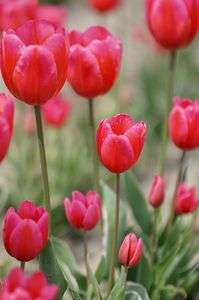 チューリップ畑にて