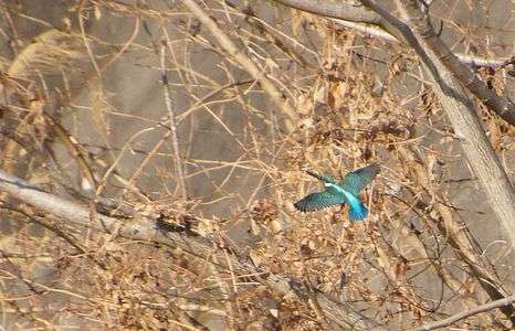 あっ、カワセミ！！